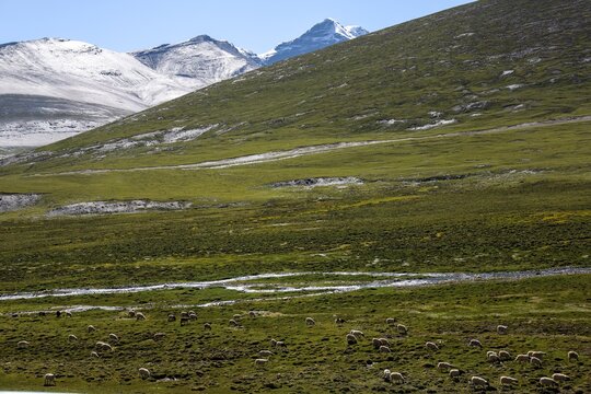 Flock of sheep grazing on green alpine meadow with snow-capped Kula Khangri Himalayan massif peaks in the distance, Lhoka Shannan, Tibet