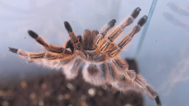 Tarantula spider inside terrarium. Legs extended, facing camera. Soil substrate visible. Clear glass enclosure background. Natural lighting highlights fur texture. Close-up detail of arachnid features