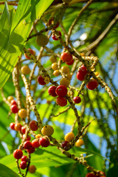 Vibrant clusters of glossy red and yellow berries ripen along textured branches, framed by lush green leaves and bright blue sky. Sunlight enhances their vivid hues &mdash; a lively burst of tropical nat