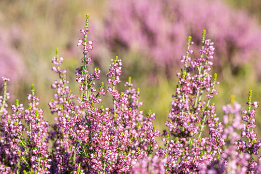 The plant is *Calluna vulgaris* (heather), known as "s&uuml;p&uuml;rge otu" or "funda." Belonging to the Ericaceae family, this plant is characterized by its small purple or pink flowers and shrub-like habit.