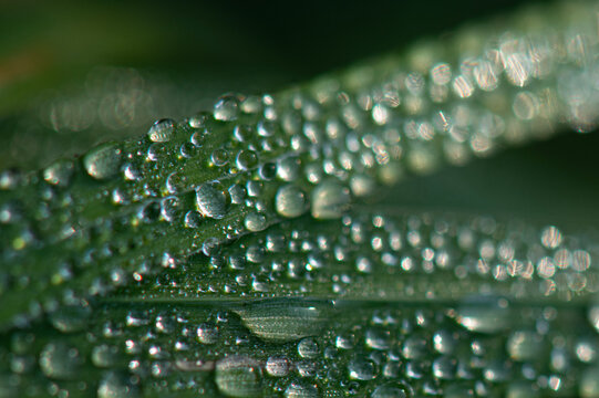 Dew drops resting on blades of grass or other vegetation have been captured using extreme close-up (macro) photography. Water droplets on the plants in the morning light.