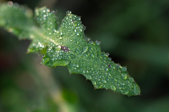 Dew drops resting on blades of grass or other vegetation have been captured using extreme close-up (macro) photography. Water droplets on the plants in the morning light.