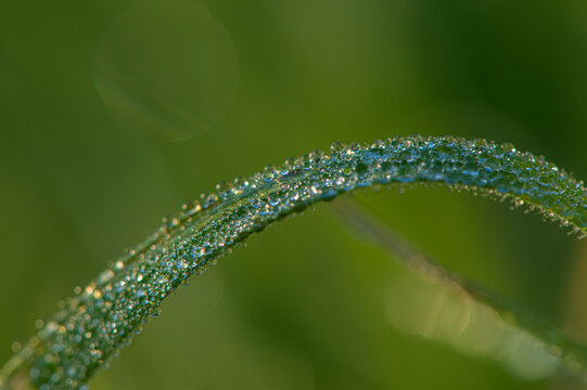 Dew drops resting on blades of grass or other vegetation have been captured using extreme close-up (macro) photography. Water droplets on the plants in the morning light.