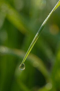 Dew drops resting on blades of grass or other vegetation have been captured using extreme close-up (macro) photography. Water droplets on the plants in the morning light.
