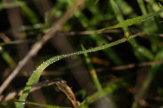 Dew drops resting on blades of grass or other vegetation have been captured using extreme close-up (macro) photography. Water droplets on the plants in the morning light.