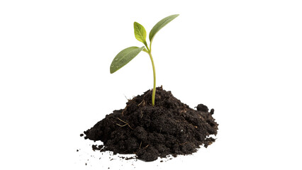 A small young green plant sapling growing from rich dark soil isolated on white background © HarryThomasEvans