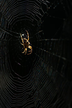 Spider web. The photograph shows a Garden Spider (Araneus diadematus, or an orb-weaver spider from the Araneidae family) waiting at the very center of the circular web it has spun.