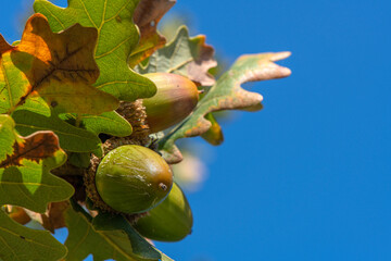 The Oak tree (Quercus) and the acorn, distinguished by its hairy or fringed cupule. Downy Oak (Quercus pubescens). © osman