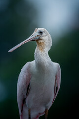 Roseate spoonbill side profile portrait showing its long spoon-shaped bill, dark green background © ZCS