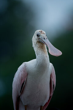 Roseate spoonbill portrait with pink plumage and spatulate bill against a dark green background