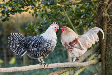 A rooster and a braekel chicken standing on a wooden branch in a rustic outdoor garden setting. One has barred black and white plumage while the other has light brown and reddish feathers. © erwin