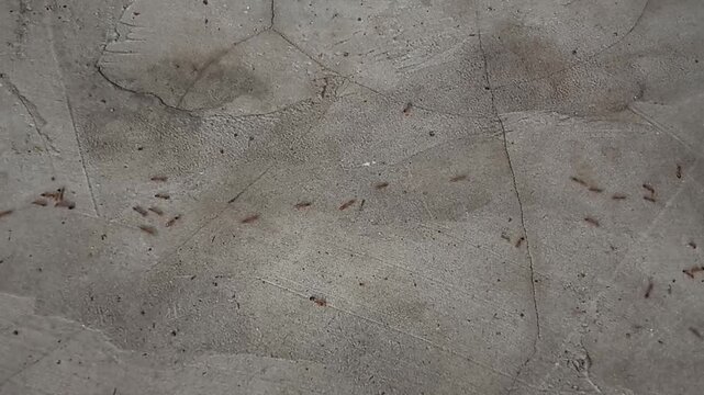 A long line of small red ants marching and walking in a row on cracked grey concrete floor. Top down view of ant trail moving together
