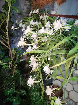 White epiphyllum flower blooming on green foliage, creating a natural botanical scene with delicate petals, ornamental beauty, and tropical garden atmosphere.