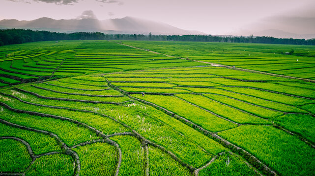 Aerial view of lush green rice terraces with a lone farmer walking through the fields under soft morning light in the mountains of Bajawa, Nusa Tenggara Timur, Indonesia.