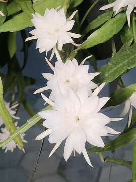 White epiphyllum flowers with green leaves in a tropical setting, showing floral elegance, natural growth, ornamental gardening, and botanical inspiration.