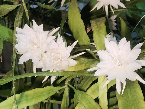 White epiphyllum flowers blooming among green leaves, capturing tropical plant beauty, botanical composition, ornamental garden life, and natural floral scenery.