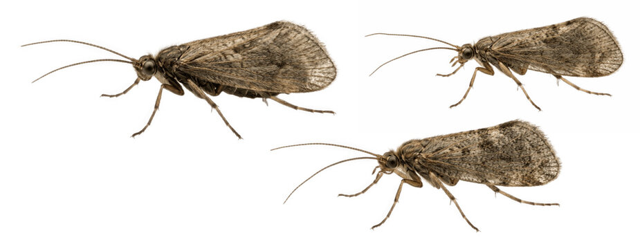 PNG set of three caddisfly insects with mottled brown wings, long antennae, and legs for entomology design isolated realistic clipart PNG art set

