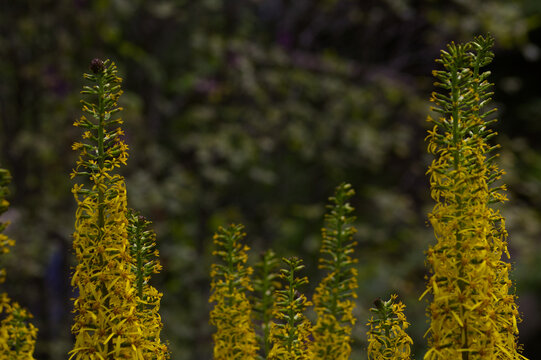 Blooming Yellow Flower Spikes of Narrow-Spiked Ligularia (Ligularia stenocephala) in Botanical Garden, Summer Perennial Flora