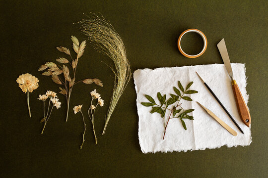 Herbier avec fleurs et feuilles s&eacute;ch&eacute;es et press&eacute;es sur papier blanc artisanal, mat&eacute;riel de cr&eacute;ation, fond vert fonc&eacute;, vue de dessus