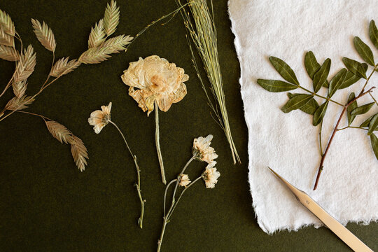 Gros plan sur des fleurs et des feuilles s&eacute;ch&eacute;es et press&eacute;es, herbier avec papier artisanal, fond vert fonc&eacute;, vue de dessus