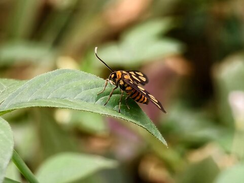 Macro shot of Amata huebneri tiger moth resting on a fresh green leaf in the evening with smooth background bokeh
