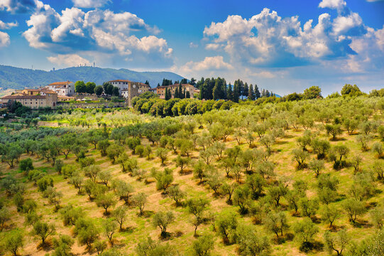 Hills in Tuscany near Artimino with olive trees