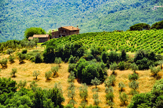 Hills in Tuscany near Artimino with olive trees