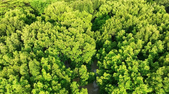 Aerial photography reveals a healthy mangrove forest with sunlit green foliage and exposed roots, emphasizing biodiversity conservation, carbon storage, and natural flood protection. Rayong, Thailand.