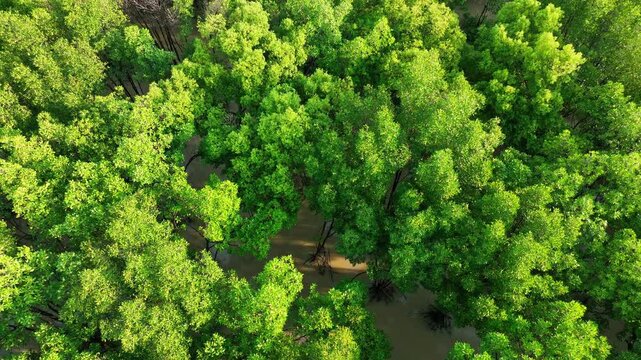 Dense mangrove vegetation surrounds winding tidal waterways, illustrating a vital coastal ecosystem that supports marine life, stores carbon, and protects vulnerable shorelines. Rayong, Thailand.
