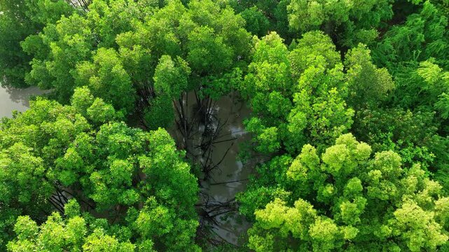 Aerial view of a lush mangrove forest with dense green canopies and muddy tidal channels, highlighting coastal biodiversity, natural habitats, and ecosystem conservation. Rayong Province, Thailand.
