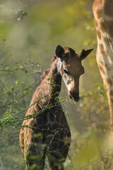 Young giraffe feeding on new leaves  © Storm Gorham