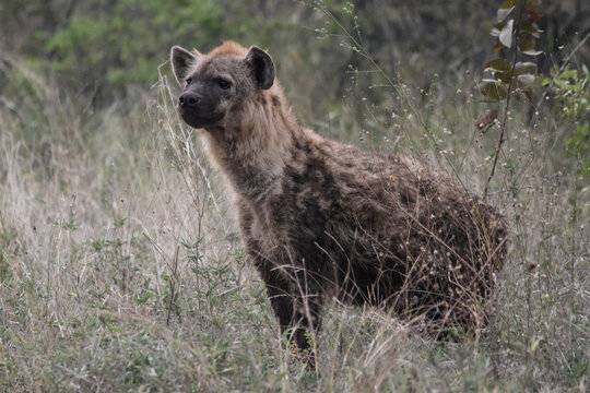 Spotted hyena