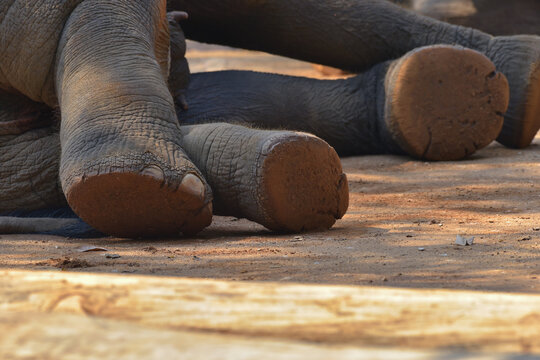 The skin texture on the sole of an elephant's foot