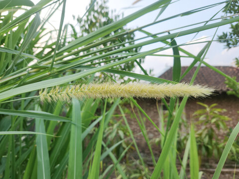 Close up tropical grass flower with natural green background, showing wild vegetation, botanical details, outdoor ecology, and plant diversity.