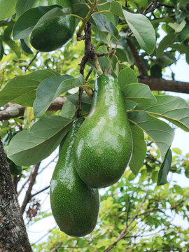 Fresh green avocado fruits growing naturally on a tree branch with lush leaves. Ideal for agriculture, healthy food, organic farming, tropical nature, and fresh produce concepts.