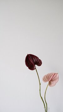 Dark Burgundy Anthurium Flower in Minimal Botanical Composition