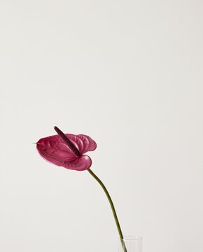 Single Pink Anthurium Flower on Minimal White Background