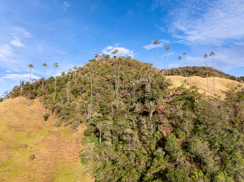 Aerial view of the iconic wax palms, known as Palmas Gigantes, rising above the lush green hills and grassy slopes of the Cocora Valley, Colombia.