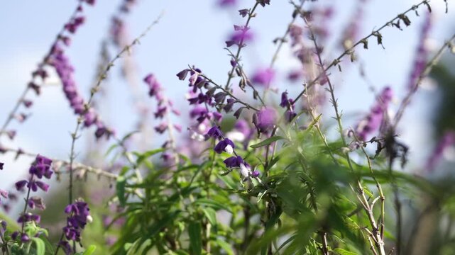 Fuzzy Purple Sage Blossoms on Slender Spikes with shallow depth of field (4K)