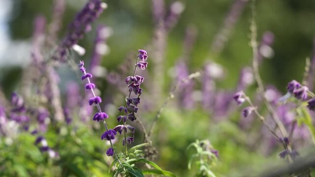 Purple Sage Flowers being blown by the breeze in nature (4K)