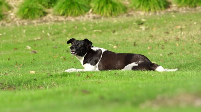 A stray bicolor dog chewing and runs away (4K)