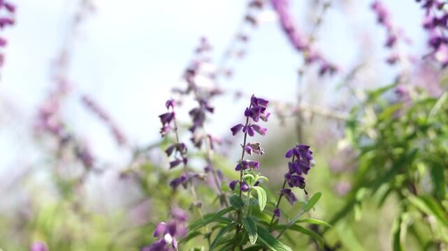 Fuzzy Purple Mexican Sage Blossoms on Slender Spikes Against Bright Blurred Background (4K)