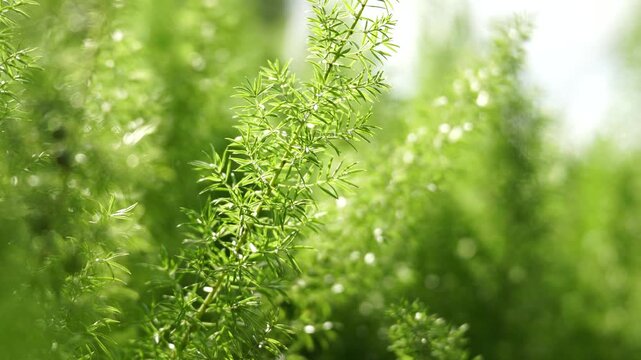 Delicate Asparagus Fern Fronds Glowing in Sunlight Against a Dreamy Green Bokeh (4K)