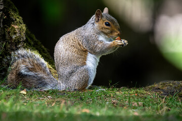 Grey Squirrel © Gary