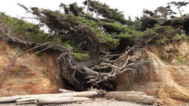 Tree of Life on Washington State beach