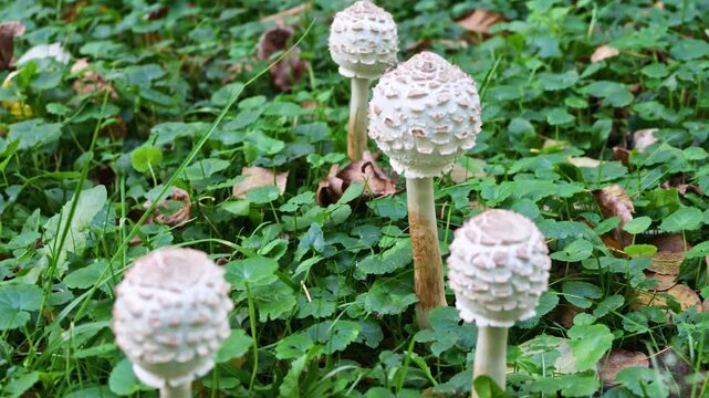 White scaly mushrooms grow among green plants and fallen leaves on the forest floor in autumn.