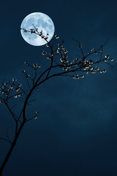 Night sky full moon branch blossom silhouette dark blue nature tranquil minimal tree flower moonlight evening outdoors sky season spring shadow floral romantic calm peaceful beauty background