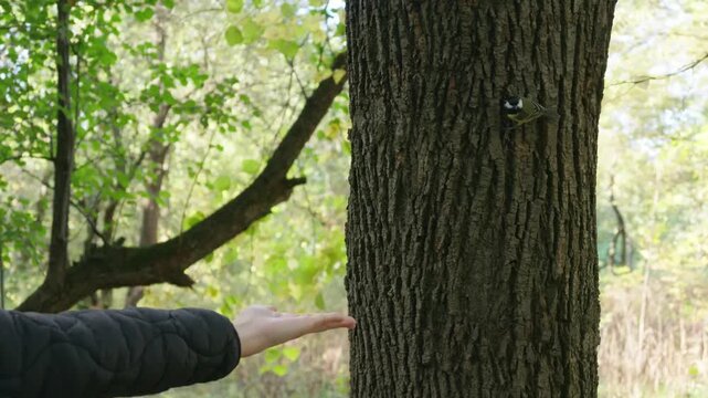 Great tits fly to a human hand to take food beside a tree trunk in a forest.