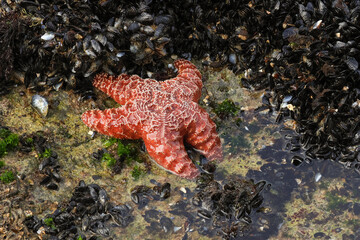 An Ochre Sea Star Starfish ,Pisaster Ochraceus, feeding on Mussels on a rock at low tide. © Sandra Standbridge