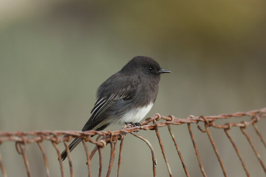 A Black Phoebe, Sayornis nigricans, perching on a fence.